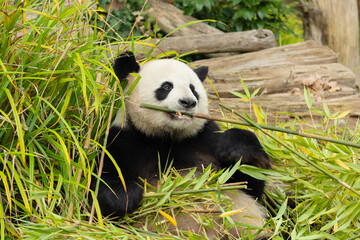 giant black and white panda is eating bamboo. Large animal closeup