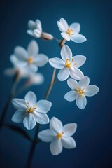 Obraz premium A bouquet of white flowers sitting on a bright blue surface
