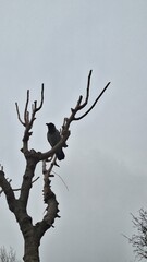A crow is sitting on a tree and the background is a cloudy sky.