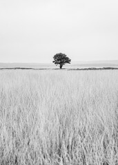 Black and White photo of a single tree standing alone in a wide open grassland area of the Veluwe in The Netherlands during the winter.