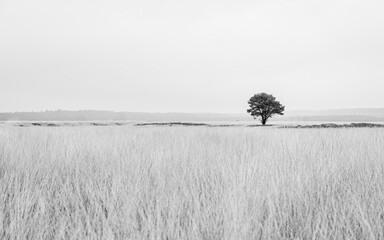 Black and White photo of a single tree standing alone in a wide open grassland area of the Veluwe in The Netherlands during the winter.