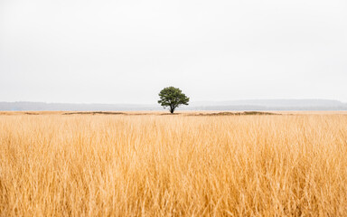 A single tree standing alone in a wide open grassland area of the Veluwe in The Netherlands during the winter.