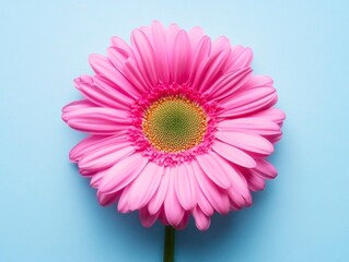 Vibrant pink gerbera daisy blossom on a serene light blue background creates a cheerful and minimalist floral composition.