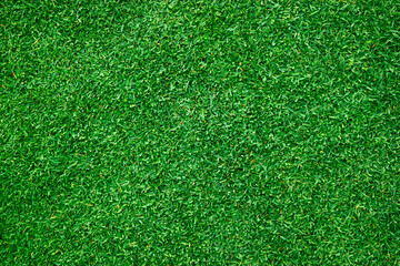 Fototapeta premium green lawn background