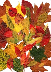Pressed autumn leaves on a white background.