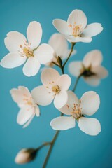 Fototapeta premium A high-quality photo of a bunch of white flowers, ideal for use in editorial or commercial contexts
