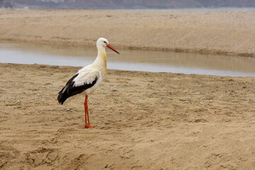 White stork on sand