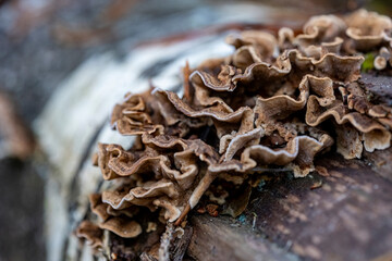 Mushrooms growing on a fallen birch trunk in the forest. Stereum hirsutum