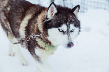 Angry Siberian Husky dog ​​with blue eyes in a snowy village.