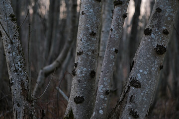 Bare tree trunks in the forest. Spring forest background. young ash tree trunks in the forest in early spring.
