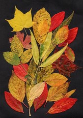 Obraz premium Pressed autumn leaves on a black background.