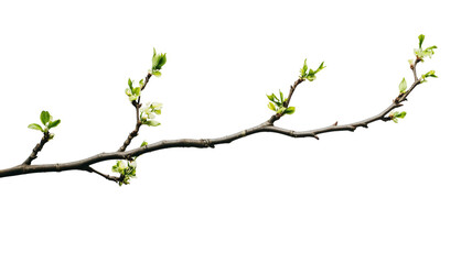 Fototapeta premium Emergence of Life: A bare branch adorned with delicate budding leaves, a photorealistic representation of the spring season and natural beauty, against a simple and elegant backdrop.