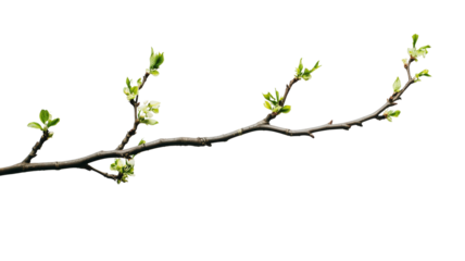 Emergence of Life: A bare branch adorned with delicate budding leaves, a photorealistic representation of the spring season and natural beauty, against a simple and elegant backdrop.