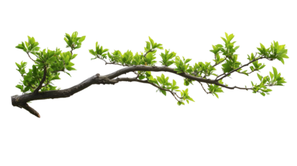 Branch of Life: A vibrant, leafy branch reaching out, symbolizing growth, renewal, and the simple beauty of nature's artistry.