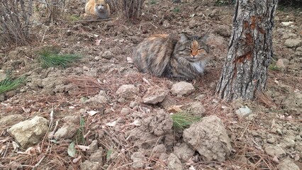Cats sitting in the garden