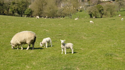 Fototapeta premium Countryside view of sheep and lambs grazing in a green meadow