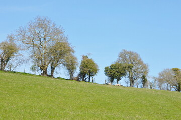 Trees in a grass field with a clear blue sky above