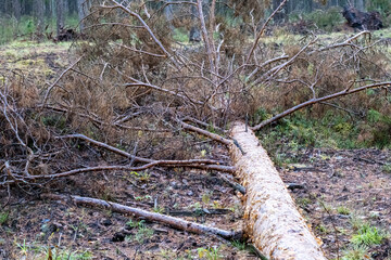 fallen trees on forest pathway