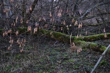 fallen trees on forest pathway
