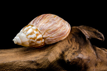 Giant African snail on driftwood black background