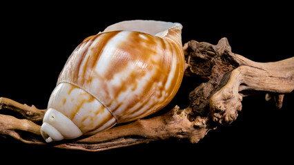 Giant African snail on driftwood black background