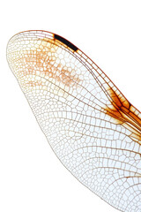 Isolated Dragonfly Wing Close-up
