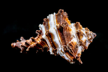 Endive Murex shell on black background