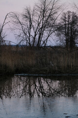 reflection of leafless trees in calm pond water
