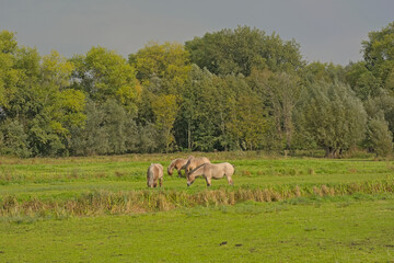 Fototapeta premium Herd of brown belgian draft horses grazing in a meadow with trees behind iin Bourgoyen nature reserve, Ghent, Flanders, Belgium 