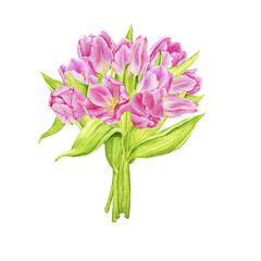 Obraz premium Bouquet of pink watercolor tulips. Composition for postcards, posters, invitations. Spring, Mother's Day, Easter, Women's Day, Birthday. Hand drawn illustration isolated on transparent background.