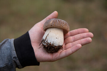 Gathering wild edible porcini mushrooms in a coniferous forest (Boletus edulis, penny bun, cep, bolete). Perfect shape mushroom fruit with thick brown cap and bulbous shape of stem in a male hand.