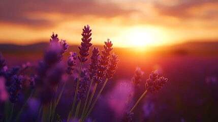Naklejka premium Lavender Field at Sunset Serene Floral Landscape with Purple Blossoms