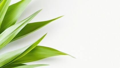 Fototapeta premium Vibrant Green Leaves Background Image Fresh Nature Wallpaper
