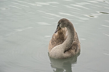 Cute grey cygnet swimming in rippling water in a park in Cologne - cugnus 