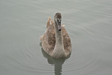 Cute grey cygnet swimming in rippling water in a park in Cologne - cugnus 
