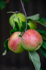 Couple of heavy blushing apples growing on the tree, close up.