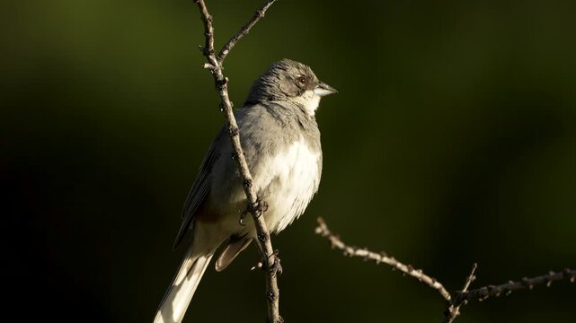 Diuca finch bird singing while standing on tree branch under golden sunset light