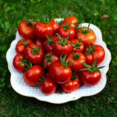 Ripe tiny glossy red tomatoes with green pedicels and sepals in a white plate  standing on the grass. Fresh taste of summer. Vegetarian food, vegetable from cottage garden. Natural green background