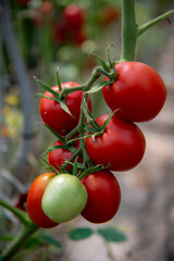 Planting tomatoes in greenhouse. Maturing tomato fruits growing on the branches in cluster, close up. Plum tomato type good for processing and paste.