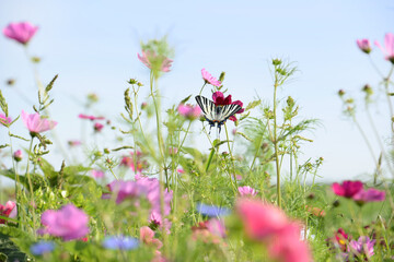Schmetterling 1213 © K.-U. Häßler