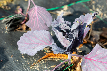 cabbage isolated on white background, clipping path, full depth of field