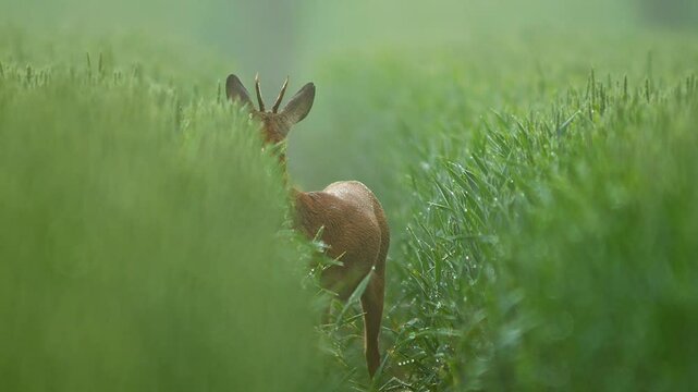 one Adult male roebuck walks through a green wheat field at sunrise and eats juicy ears of grain in Hanover, Lower Saxony, Germany, Europe