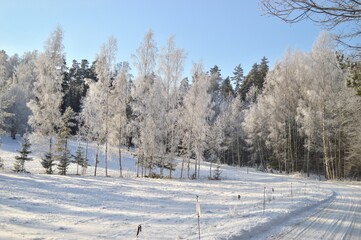 A winter wonderland scene shows birch trees covered in frost alongside snowy paths on a clear day.
