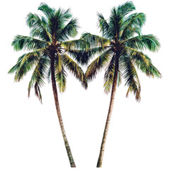 Fototapeta premium Two palm trees swaying isolated on png transparent background, cut out