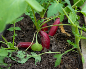 Planting red radish in the vegatable garden. Edible roots for salad. 'French breakfast' sort of radish. Green foliage, fertile soil. Organic food from backyard garden. 