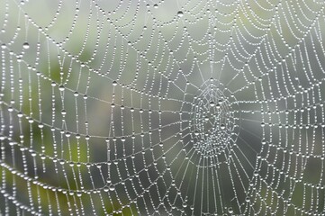 Close-up of a dew-kissed spiderweb displaying intricate details and glistening water droplets.