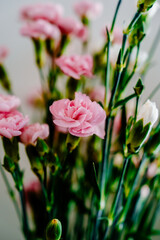 Beautiful pink and white flowers on a white background.