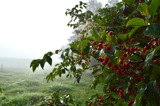 Red berries adorn a bush covered in dewy spiderwebs on a cool, misty morning in the countryside.