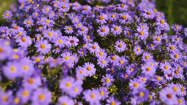 Purple aster blossoms clustering with bright yellow centers, flowering profusely against verdant garden landscape