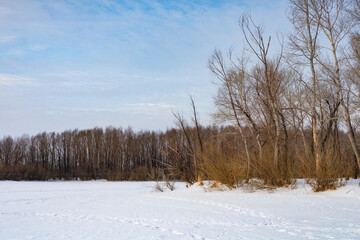 winter landscape with trees
